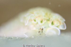 A dreamy looking Lettuce Sea Slug plows its way through t... by Henley Spiers 